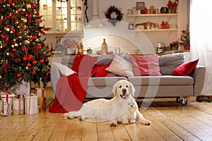 Two dogs at home in a Christmas interior. Golden Retriever and Maltese lapdog