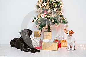 two dogs at home by the christmas tree, cute jack russell dog and black labrador. Brothers