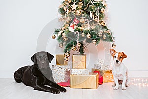 Two dogs at home by the christmas tree, cute jack russell dog and black labrador. Brothers