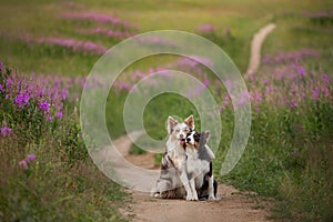 Two dogs hugging together for a walk. Pets in nature. Cute border collie in a field in colors. St. Valentine`s Day.