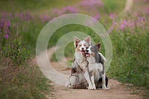 Two dogs hugging together for a walk. Pets in nature. Cute border collie in a field in colors. St. Valentine`s Day.