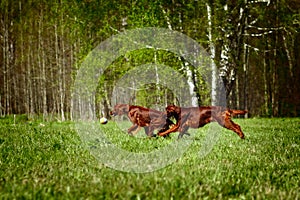 Two dogs an Irish setter playing ball