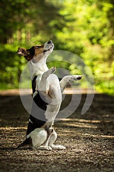 Two dogs jack russel terrier