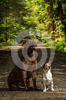 Two dogs jack russel terrier