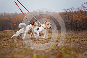 Two dogs of the Jack Russell breed, a girl walks on leashes