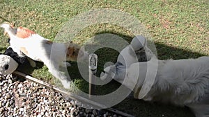 Two dogs, a Jack Russell Terrier and a Golden Retriever play fight over a leaf