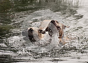 Two Dogs Joyfully Swimming