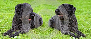 Two dogs kerry blue terrier