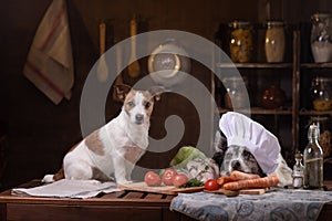 Two dogs in the kitchen are preparing food. Jack Russell Terrier and Border Collie. pet feeding, natural, raw diet