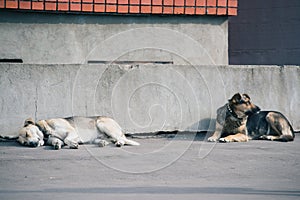 Two dogs laying down together against a concrete gray wall
