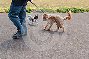 Two dogs on leads meeting. One has his back arched in caution or apprehension. The legs of a man can be seen