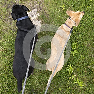 Two dogs on leashes walking in grassy clearing looking in differ