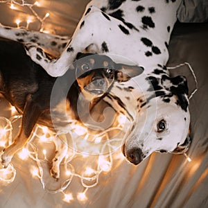 Two dogs lie in an embrace on the bed