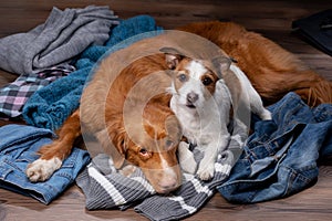 Two dogs lie on scattered clothes at home. Pets are going on vacation. Toller and a Jack Russell Terrier