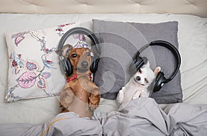 Two dogs lie side by side in bed and, covered with a warm blanket, listen attentively to music in large black headphones