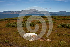 Two dogs lying in the open.