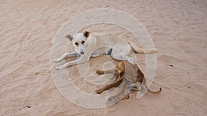 Two dogs lying on sand. Mongrel dog scratches his foot while biting fleas