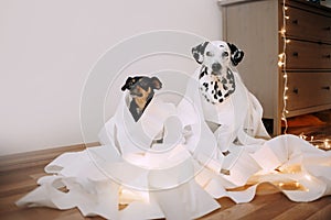 Two dogs made a mess of paper photo