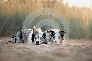 Two dogs border collie lying on the sand