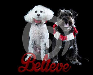 Two dogs in matching holiday Christmas collars isolated on black looking at camera