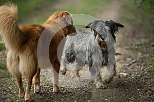 Two dogs meet on a meadow path