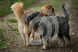 Two dogs meet on a meadow path