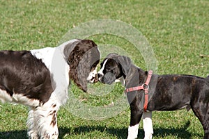 Two dogs meeting