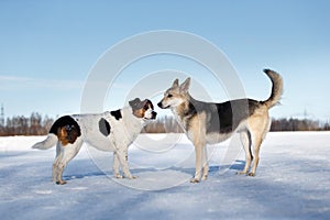 Two dogs meeting and getting acquainted on winter day photo