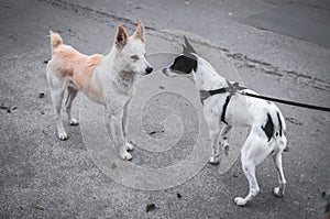 Two dogs met on the road, one wants a mating