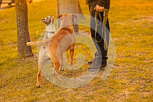 Two dogs mixed breed with drooping ears pitbulls brown male and spotted gray stands on grass in the city park, look on the owner