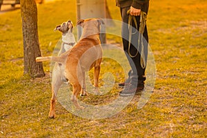 Two dogs mixed breed with drooping ears pitbulls  brown male and spotted gray stands on grass in the city park photo