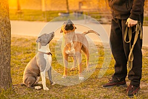 Two dogs mixed breed with drooping ears pitbulls brown male standing and bicolor white-gray sitting on grass in the city park photo