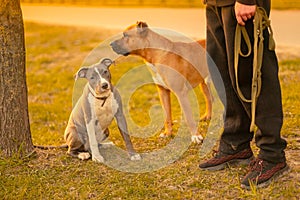 Two dogs mixed breed with drooping ears pitbulls brown male standing and bicolor white-gray sitting on grass near the owner photo