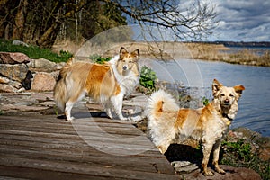 Two dogs near the lake.