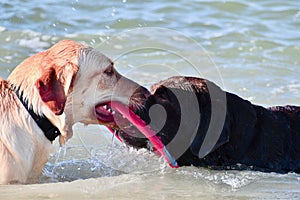 Two Dogs Playing Tug of War