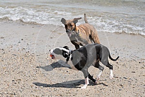 Two dogs chasing each other on a beach