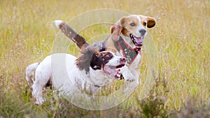 Two dogs out for a walk running and playing