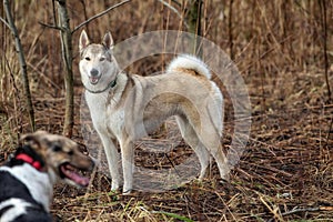 Two dogs outdoors, friendship, relationship, together. Mixed breed shepherd and laika