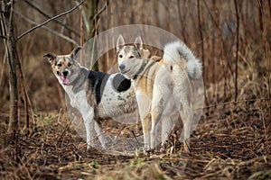 Two dogs outdoors, friendship, relationship, together. Mixed breed shepherd and laika