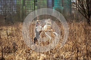 Two dogs outdoors, friendship, relationship, together. Mixed breed shepherd and laika