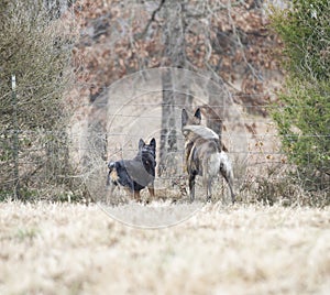 Two dogs outdoors looking over fence in the country