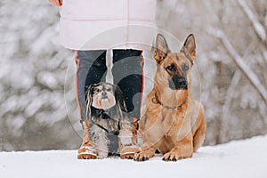 Two dogs with the owner sit in the winter forest