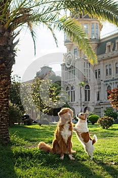 Two dogs at the palm tree. Nova Scotia Duck Tolling Retriever and a Jack Russell Terrier