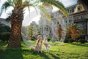 Two dogs at the palm tree. Nova Scotia Duck Tolling Retriever and a Jack Russell Terrier