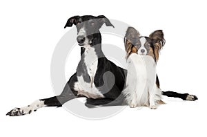 Two dogs (Papillon and Hort greyhound photo