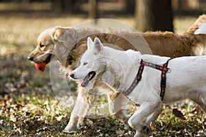 Two dogs in the park