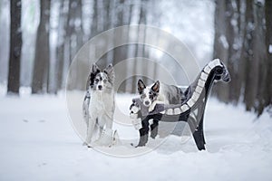 Two dogs on a park bench in winter. Border Collie Together Outdoors in the Snow