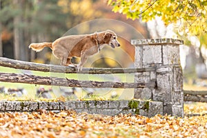 Two dogs in the park are jumping over an old wooden fence