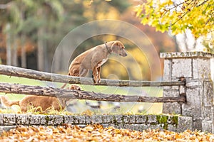 Two dogs in the park are jumping over an old wooden fence