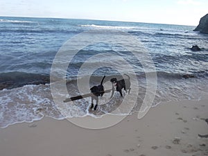 Two dogs play on the beach with a big stick